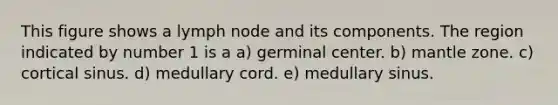 This figure shows a lymph node and its components. The region indicated by number 1 is a a) germinal center. b) mantle zone. c) cortical sinus. d) medullary cord. e) medullary sinus.