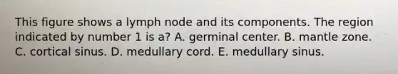 This figure shows a lymph node and its components. The region indicated by number 1 is a? A. germinal center. B. mantle zone. C. cortical sinus. D. medullary cord. E. medullary sinus.