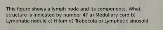 This figure shows a lymph node and its components. What structure is indicated by number 4? a) Medullary cord b) Lymphatic nodule c) Hilum d) Trabecula e) Lymphatic sinusoid