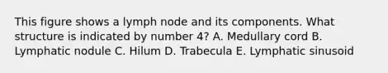 This figure shows a lymph node and its components. What structure is indicated by number 4? A. Medullary cord B. Lymphatic nodule C. Hilum D. Trabecula E. Lymphatic sinusoid