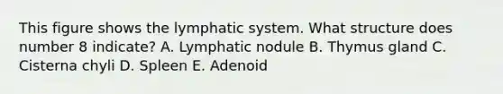 This figure shows the lymphatic system. What structure does number 8 indicate? A. Lymphatic nodule B. Thymus gland C. Cisterna chyli D. Spleen E. Adenoid