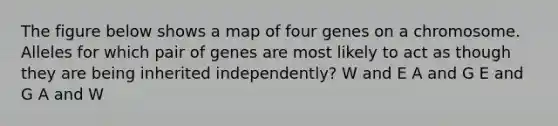 The figure below shows a map of four genes on a chromosome. Alleles for which pair of genes are most likely to act as though they are being inherited independently? W and E A and G E and G A and W