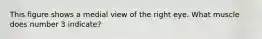This figure shows a medial view of the right eye. What muscle does number 3 indicate?
