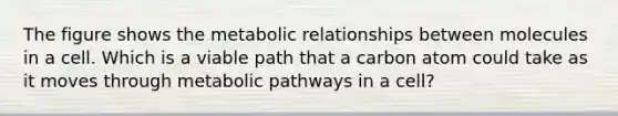 The figure shows the metabolic relationships between molecules in a cell. Which is a viable path that a carbon atom could take as it moves through metabolic pathways in a cell?