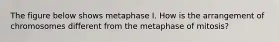 The figure below shows metaphase I. How is the arrangement of chromosomes different from the metaphase of mitosis?