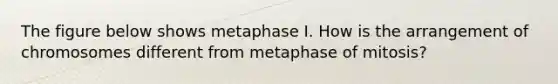 The figure below shows metaphase I. How is the arrangement of chromosomes different from metaphase of mitosis?