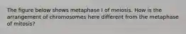 The figure below shows metaphase I of meiosis. How is the arrangement of chromosomes here different from the metaphase of mitosis?