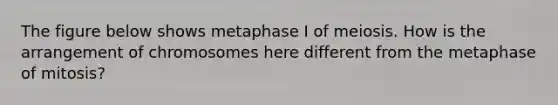 The figure below shows metaphase I of meiosis. How is the arrangement of chromosomes here different from the metaphase of mitosis?