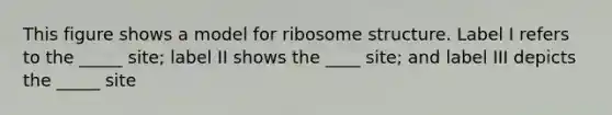 This figure shows a model for ribosome structure. Label I refers to the _____ site; label II shows the ____ site; and label III depicts the _____ site