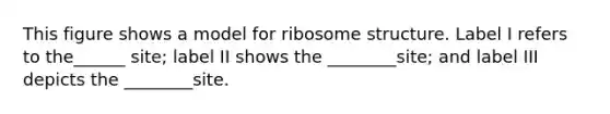 This figure shows a model for ribosome structure. Label I refers to the______ site; label II shows the ________site; and label III depicts the ________site.