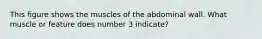 This figure shows the muscles of the abdominal wall. What muscle or feature does number 3 indicate?