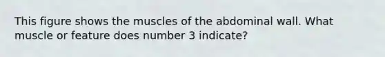 This figure shows the muscles of the abdominal wall. What muscle or feature does number 3 indicate?