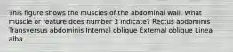 This figure shows the muscles of the abdominal wall. What muscle or feature does number 3 indicate? Rectus abdominis Transversus abdominis Internal oblique External oblique Linea alba