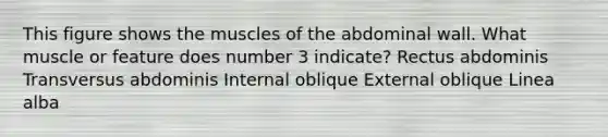 This figure shows the muscles of the abdominal wall. What muscle or feature does number 3 indicate? Rectus abdominis Transversus abdominis Internal oblique External oblique Linea alba