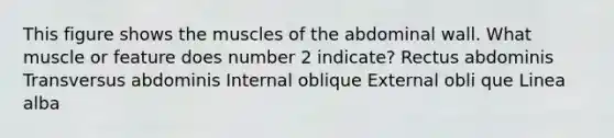 This figure shows the muscles of the abdominal wall. What muscle or feature does number 2 indicate? Rectus abdominis Transversus abdominis Internal oblique External obli que Linea alba