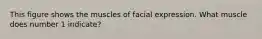 This figure shows the muscles of facial expression. What muscle does number 1 indicate?