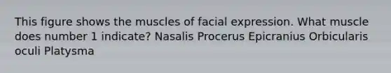 This figure shows the muscles of facial expression. What muscle does number 1 indicate? Nasalis Procerus Epicranius Orbicularis oculi Platysma