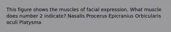 This figure shows the muscles of facial expression. What muscle does number 2 indicate? Nasalis Procerus Epicranius Orbicularis oculi Platysma