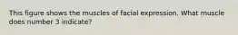 This figure shows the muscles of facial expression. What muscle does number 3 indicate?