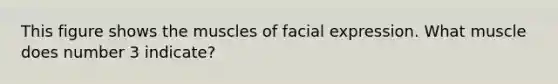 This figure shows the muscles of facial expression. What muscle does number 3 indicate?