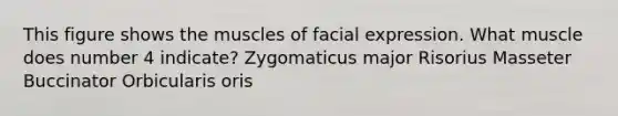 This figure shows the muscles of facial expression. What muscle does number 4 indicate? Zygomaticus major Risorius Masseter Buccinator Orbicularis oris