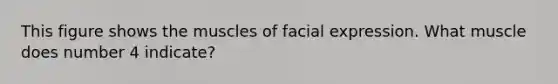 This figure shows the muscles of facial expression. What muscle does number 4 indicate?