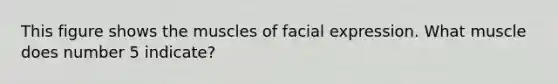 This figure shows the muscles of facial expression. What muscle does number 5 indicate?