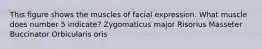 This figure shows the muscles of facial expression. What muscle does number 5 indicate? Zygomaticus major Risorius Masseter Buccinator Orbicularis oris