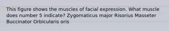 This figure shows the muscles of facial expression. What muscle does number 5 indicate? Zygomaticus major Risorius Masseter Buccinator Orbicularis oris