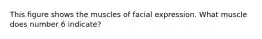 This figure shows the muscles of facial expression. What muscle does number 6 indicate?