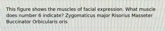 This figure shows the muscles of facial expression. What muscle does number 6 indicate? Zygomaticus major Risorius Masseter Buccinator Orbicularis oris