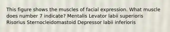 This figure shows the muscles of facial expression. What muscle does number 7 indicate? Mentalis Levator labii superioris Risorius Sternocleidomastoid Depressor labii inferioris