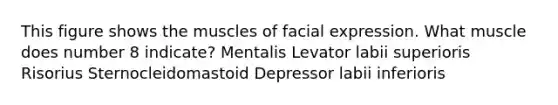 This figure shows the muscles of facial expression. What muscle does number 8 indicate? Mentalis Levator labii superioris Risorius Sternocleidomastoid Depressor labii inferioris