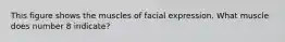 This figure shows the muscles of facial expression. What muscle does number 8 indicate?