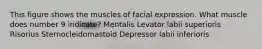 This figure shows the muscles of facial expression. What muscle does number 9 indicate? Mentalis Levator labii superioris Risorius Sternocleidomastoid Depressor labii inferioris