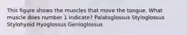 This figure shows the muscles that move the tongue. What muscle does number 1 indicate? Palatoglossus Styloglossus Stylohyoid Hyoglossus Genioglossus