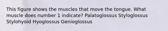 This figure shows the muscles that move the tongue. What muscle does number 1 indicate? Palatoglossus Styloglossus Stylohyoid Hyoglossus Genioglossus