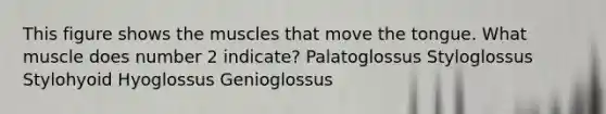 This figure shows the muscles that move the tongue. What muscle does number 2 indicate? Palatoglossus Styloglossus Stylohyoid Hyoglossus Genioglossus