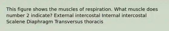 This figure shows the muscles of respiration. What muscle does number 2 indicate? External intercostal Internal intercostal Scalene Diaphragm Transversus thoracis