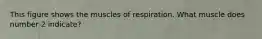 This figure shows the muscles of respiration. What muscle does number 2 indicate?