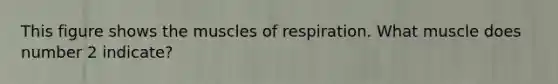 This figure shows the muscles of respiration. What muscle does number 2 indicate?