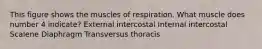 This figure shows the muscles of respiration. What muscle does number 4 indicate? External intercostal Internal intercostal Scalene Diaphragm Transversus thoracis