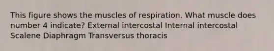 This figure shows the muscles of respiration. What muscle does number 4 indicate? External intercostal Internal intercostal Scalene Diaphragm Transversus thoracis