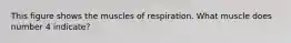 This figure shows the muscles of respiration. What muscle does number 4 indicate?