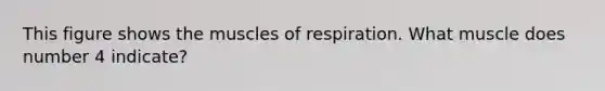 This figure shows the muscles of respiration. What muscle does number 4 indicate?