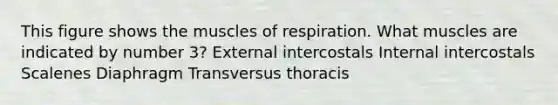 This figure shows the muscles of respiration. What muscles are indicated by number 3? External intercostals Internal intercostals Scalenes Diaphragm Transversus thoracis