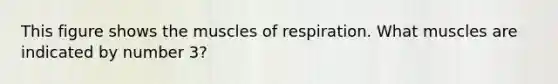 This figure shows the muscles of respiration. What muscles are indicated by number 3?