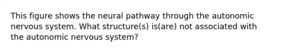 This figure shows the neural pathway through the autonomic nervous system. What structure(s) is(are) not associated with the autonomic nervous system?