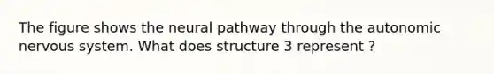 The figure shows the neural pathway through the autonomic nervous system. What does structure 3 represent ?