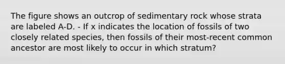 The figure shows an outcrop of sedimentary rock whose strata are labeled A-D. - If x indicates the location of fossils of two closely related species, then fossils of their most-recent common ancestor are most likely to occur in which stratum?